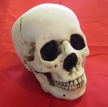 Crâne (en résine ivoire)